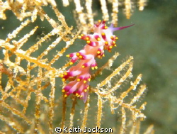 Nudibranch on the Kingston, Red Sea by Keith Jackson 